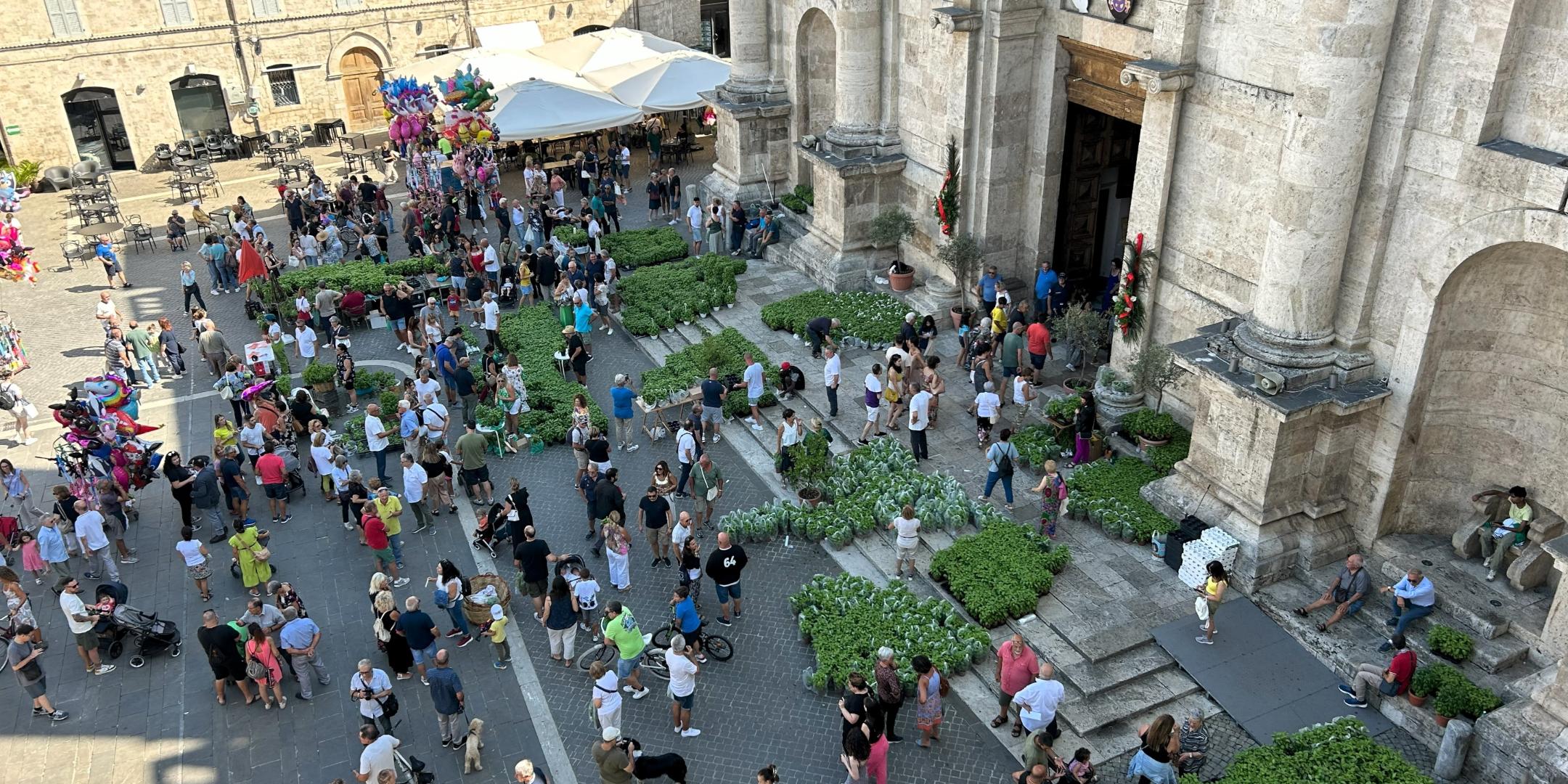 Während des Emidius Festes wird vor der Kathedrale Basilikum gesegnet und angeboten.