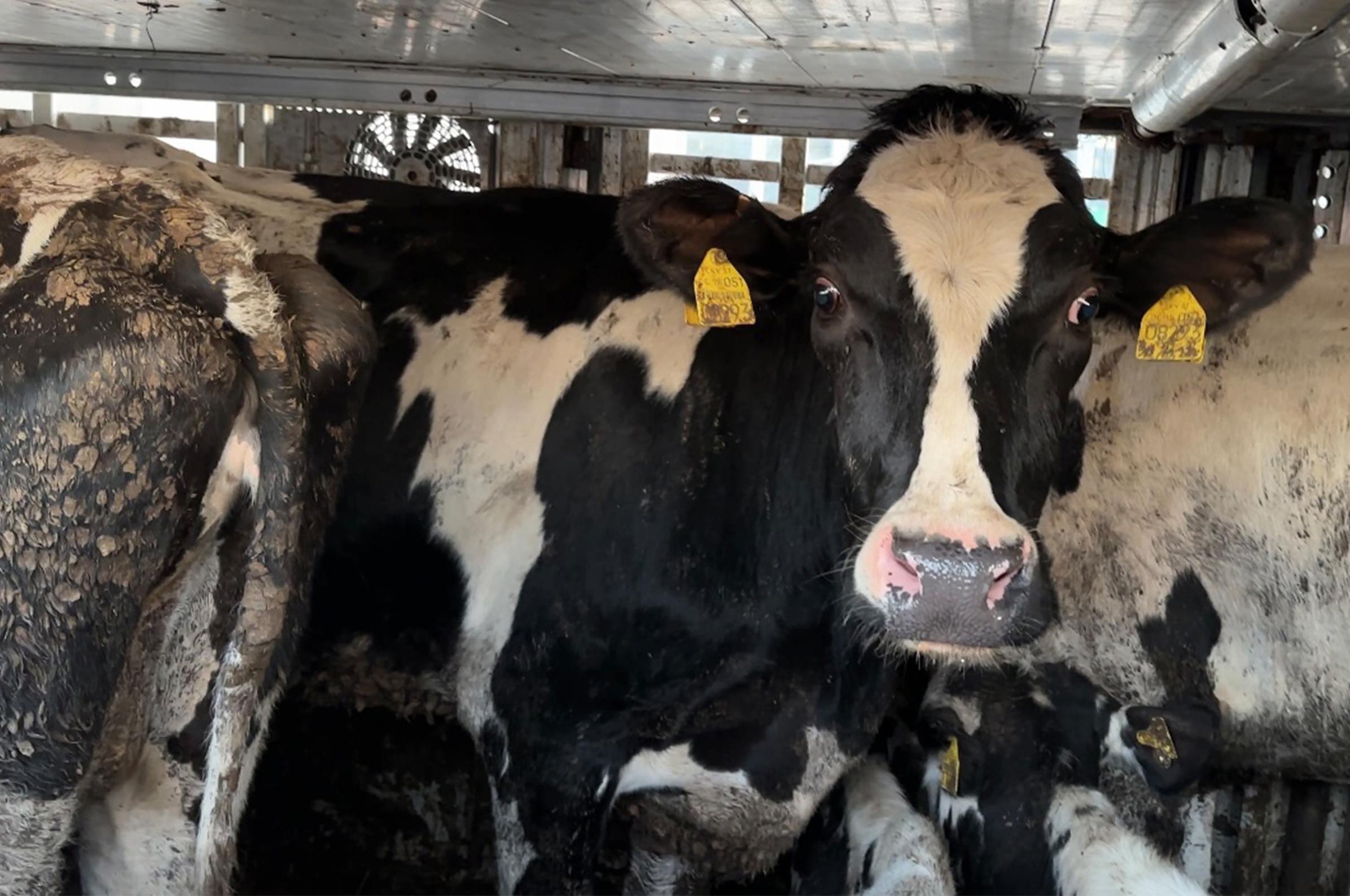 Tiertransporte: Gefangen zwischen den Grenzen, 26. November 22.15 Uhr ZDF