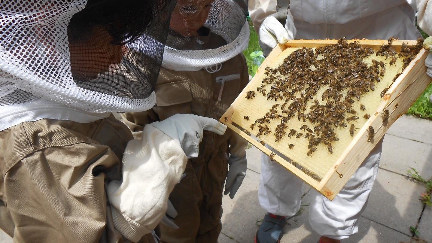 Kinder der Kita St. Bartholomäus probieren sich als Imker an den Bienenstöcken der Kita. Daneben gibt es noch zahlreiche andere Tiere in der Kita: Hühner, einen Hund und sogar Pferde. (Foto: Kita St. Bartholomäus)